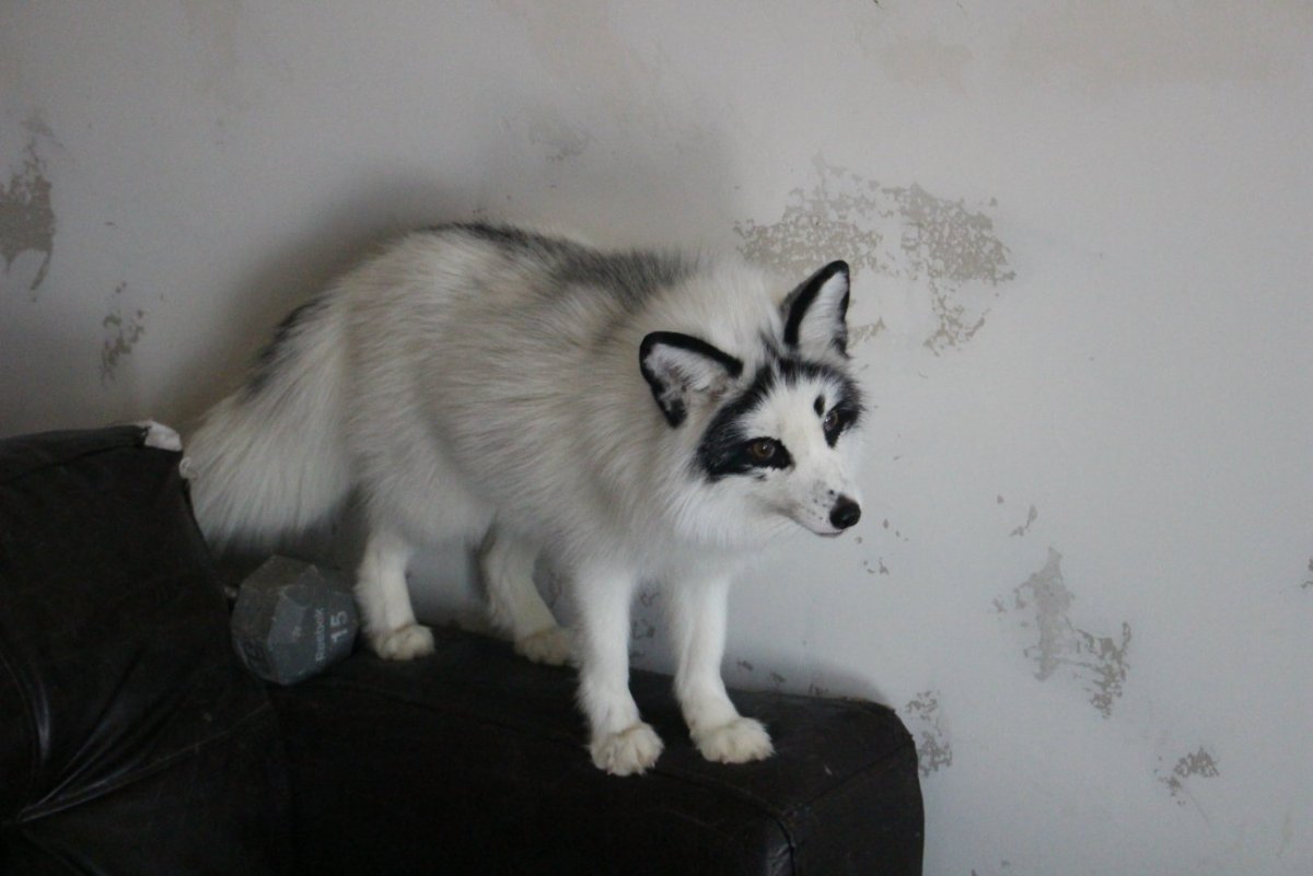 Животное Канада Мем