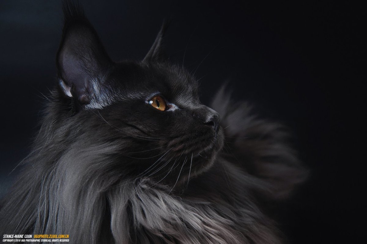 Котята помесь с Мейн куном