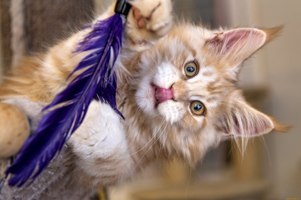 Норвежская Лесная вислоухая