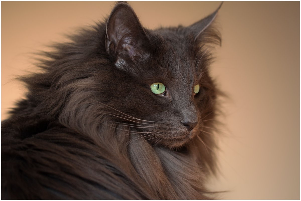 Portrait of a Maine Coon Cat