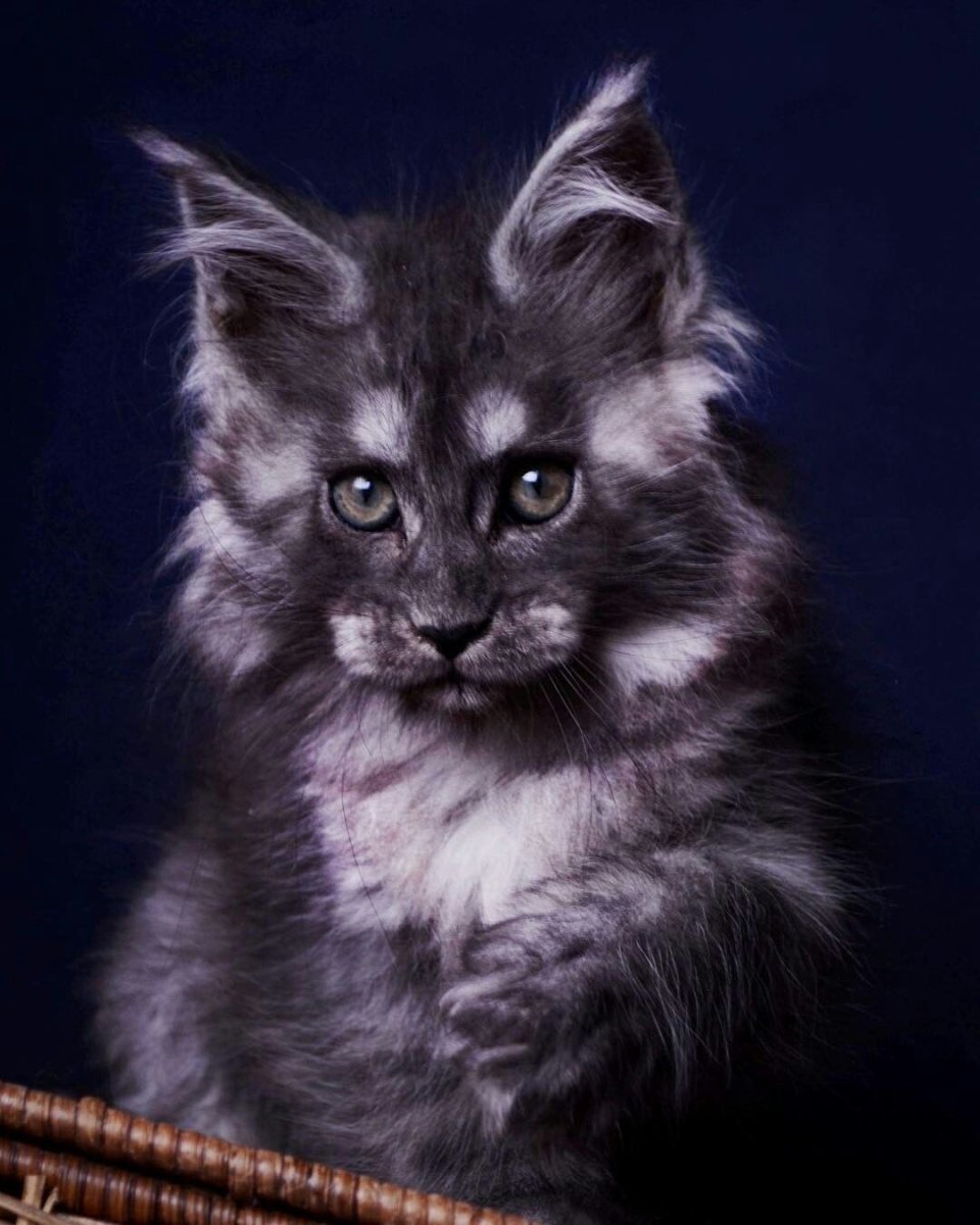 Нибелунги Мейн кун