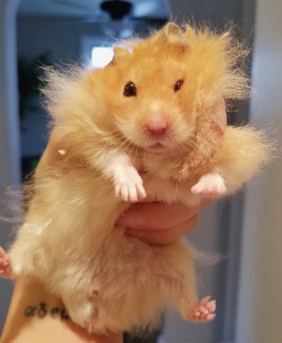 Смешные хомяки