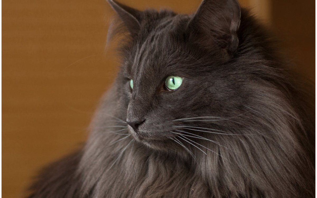 Белый разноглазый Мейн кун