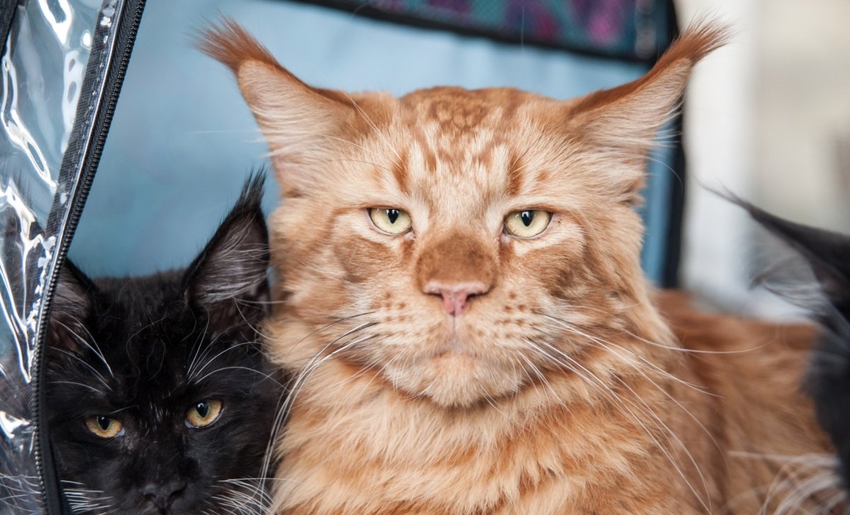 Рыжий Мейн Мейн кун