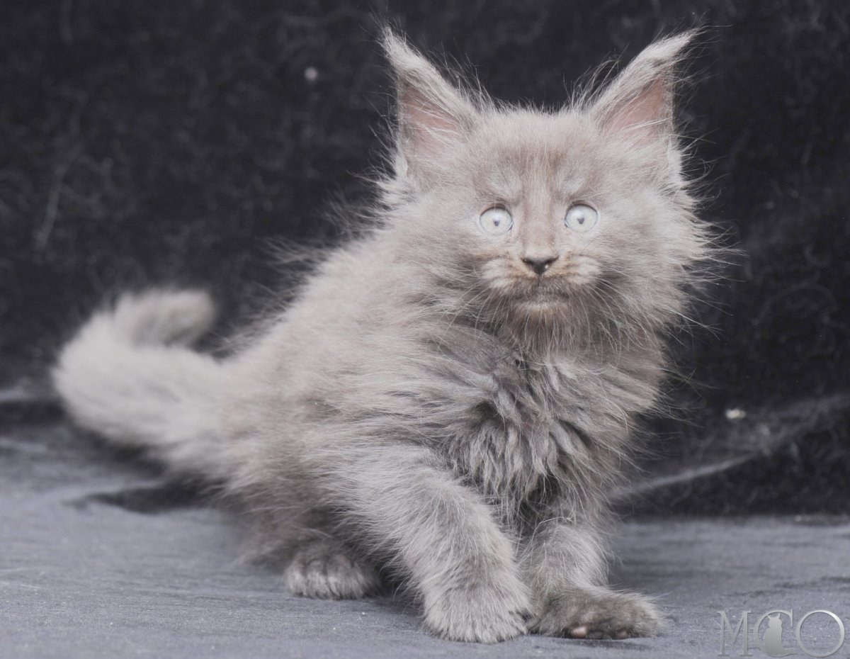 Мейн кун голубой Солид фото