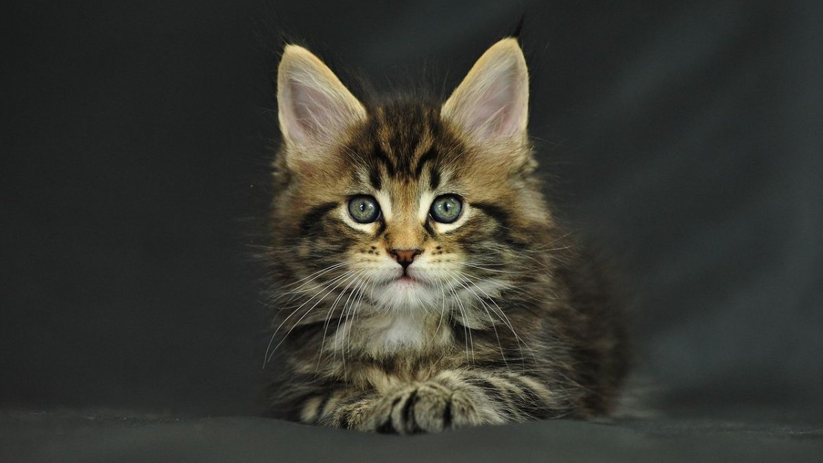 Мейн кун и Ориентал