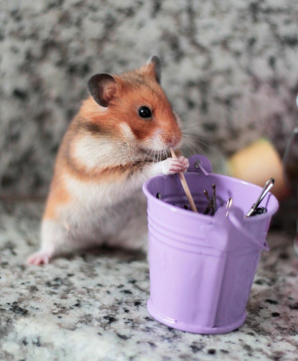 Забавные хомячки