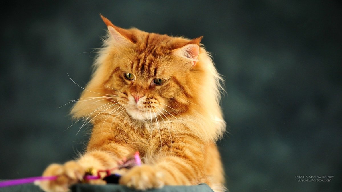 Кот Мейн кун голубой