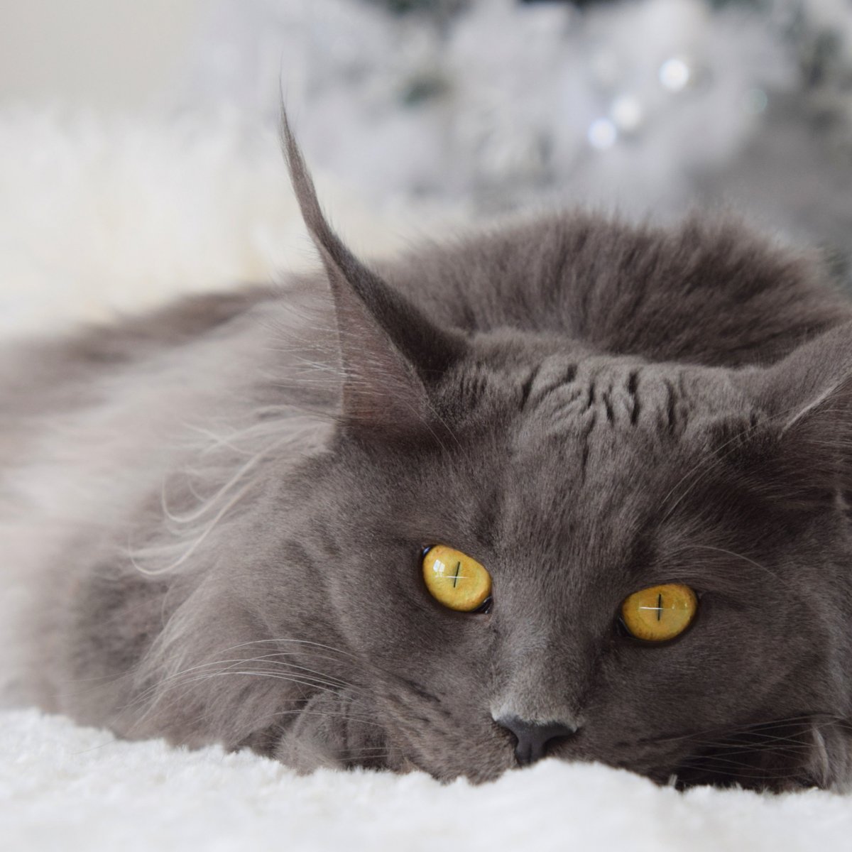 Нибелунги Мейн кун