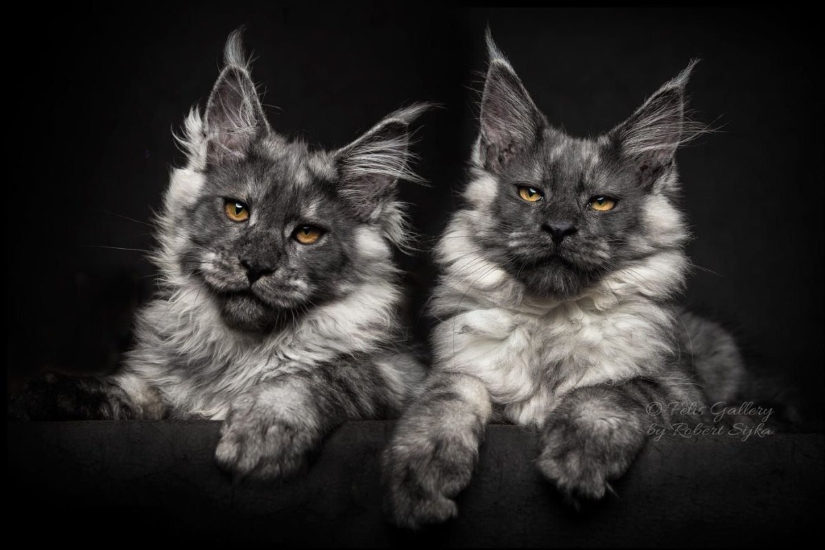 Чёрный Мейн кун с голубыми глазами