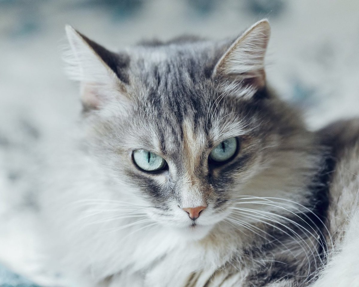 Коты Мейн кун котята карие