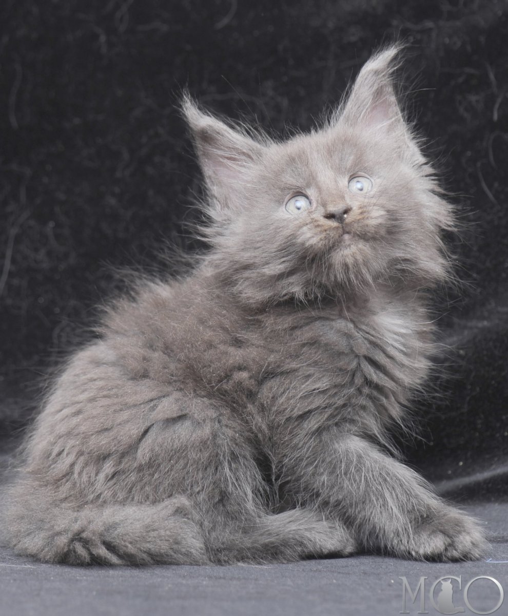 Белый Мейн кун с голубыми глазами