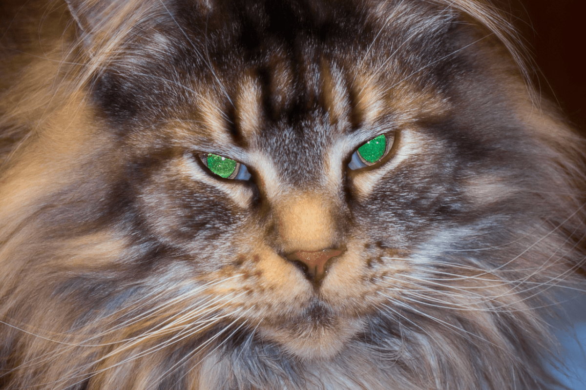 Кот с пером