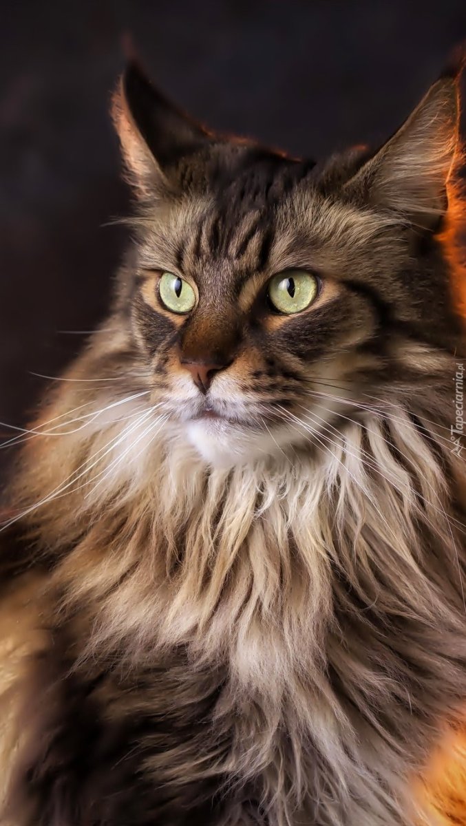 Кот Мейн кун