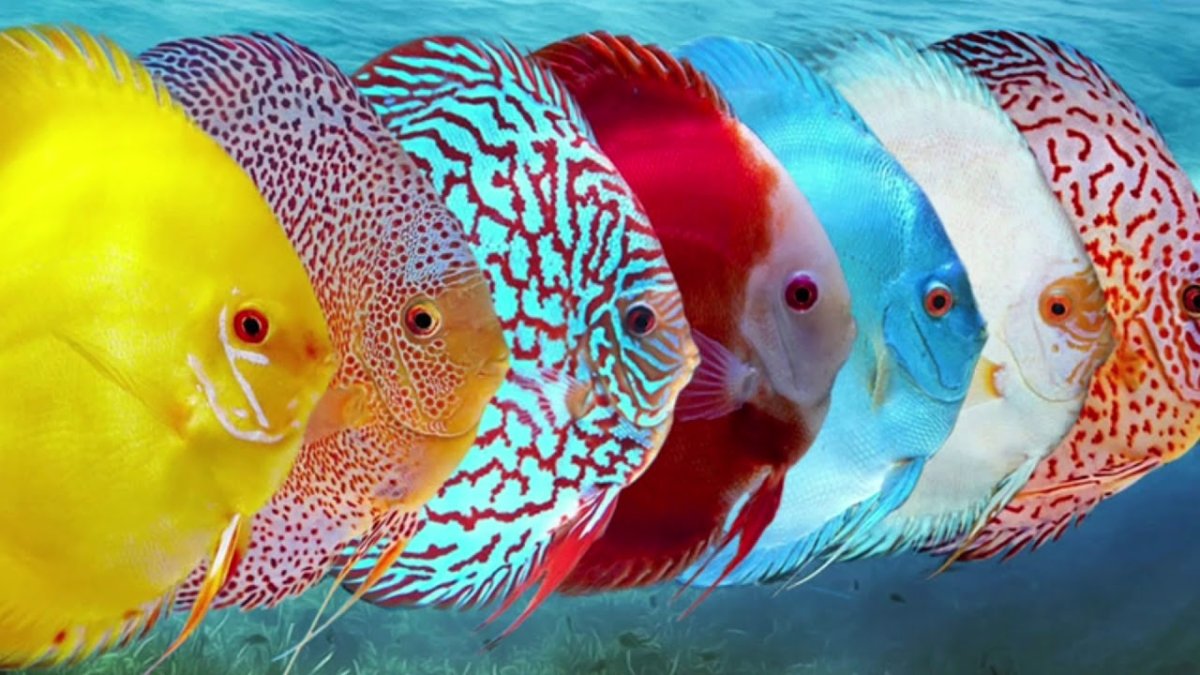 Аквариумные рыбки Дикус