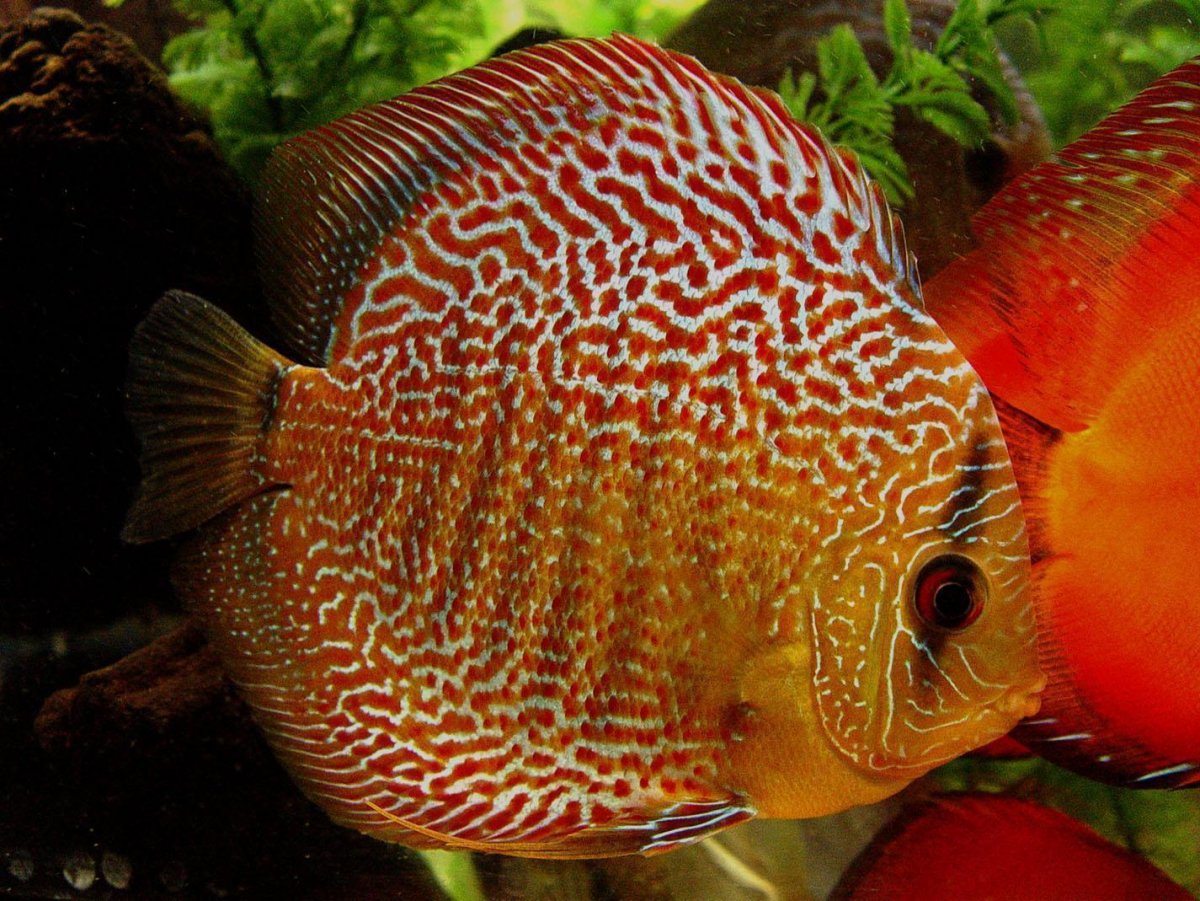 Дискус рыбка аквариумная
