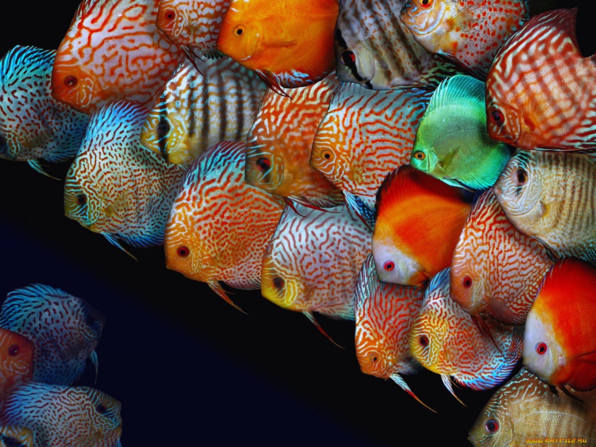 Дискусы аквариумные