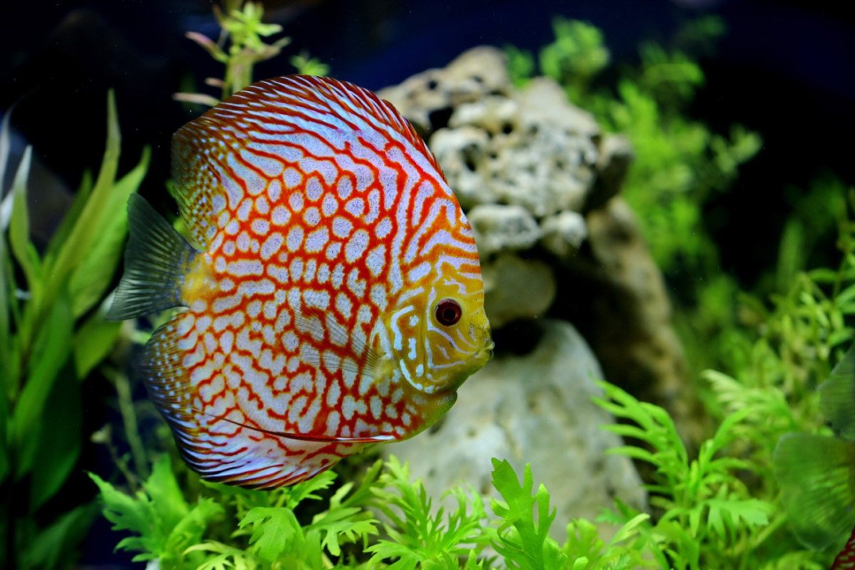 Дискус гибрид