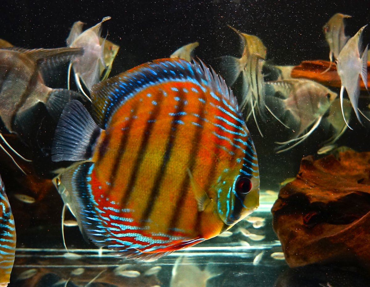 Золотой Дискус рыбка аквариумная