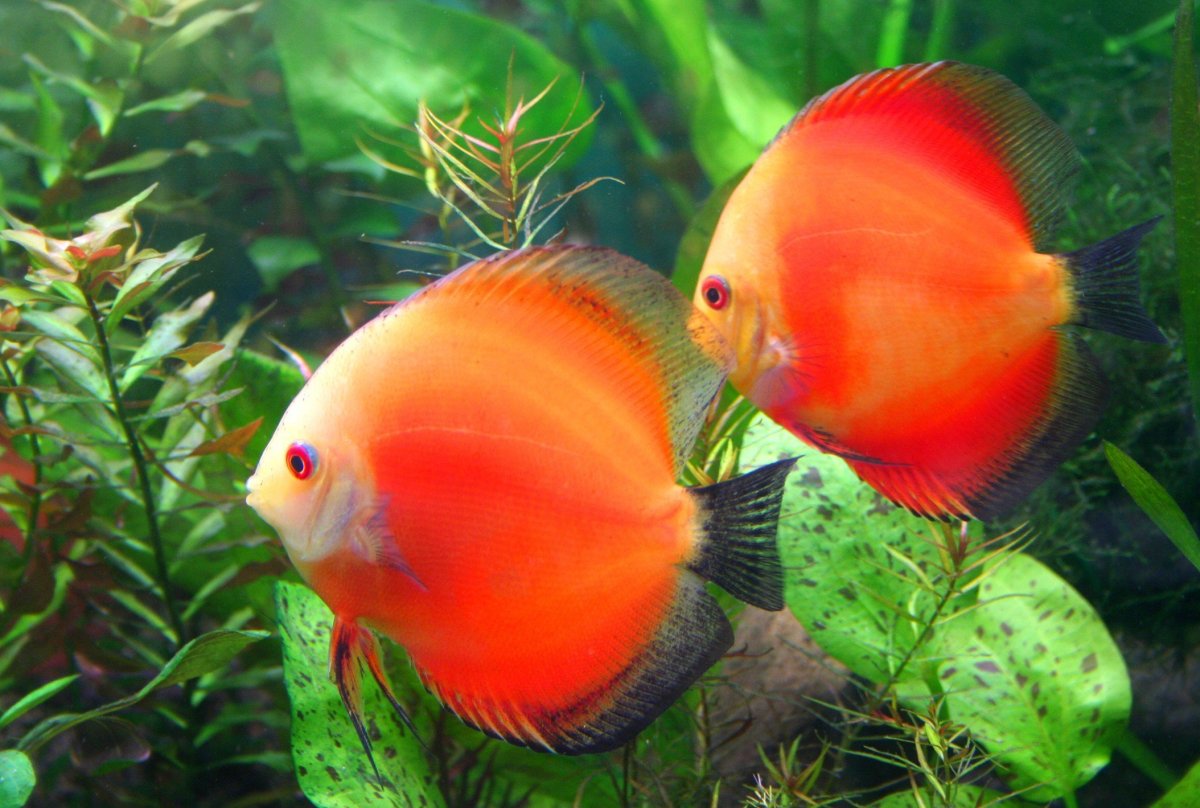 Две красивые рыбки