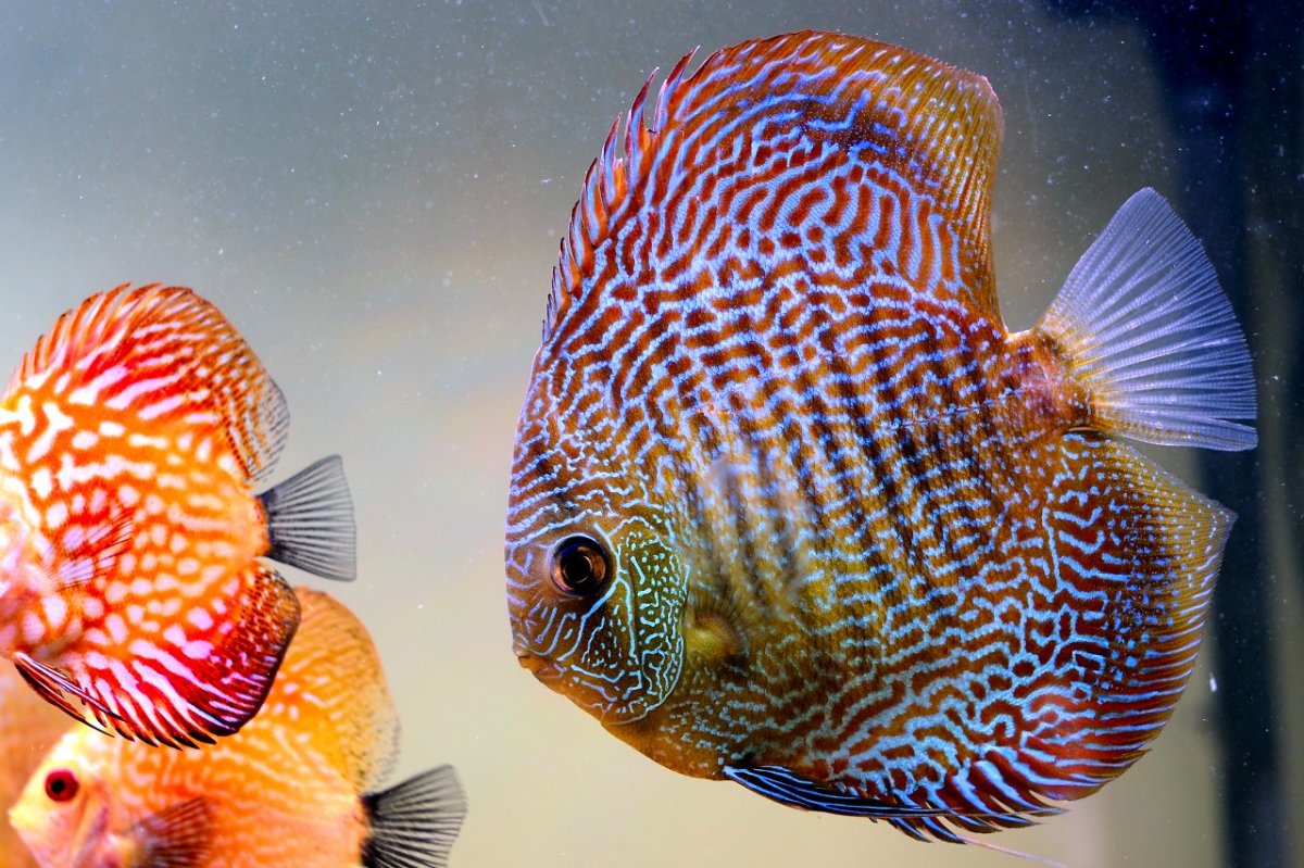 Дискус рыбка аквариумная