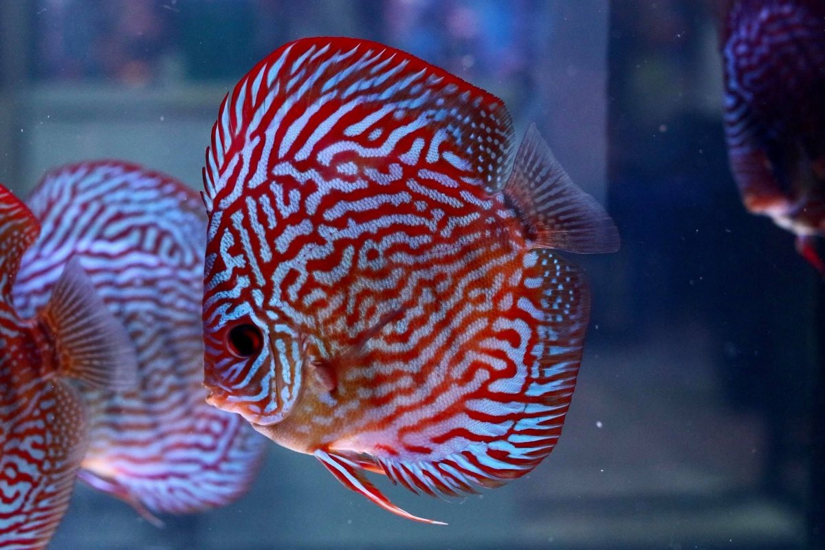 Золотой Дискус рыбка аквариумная