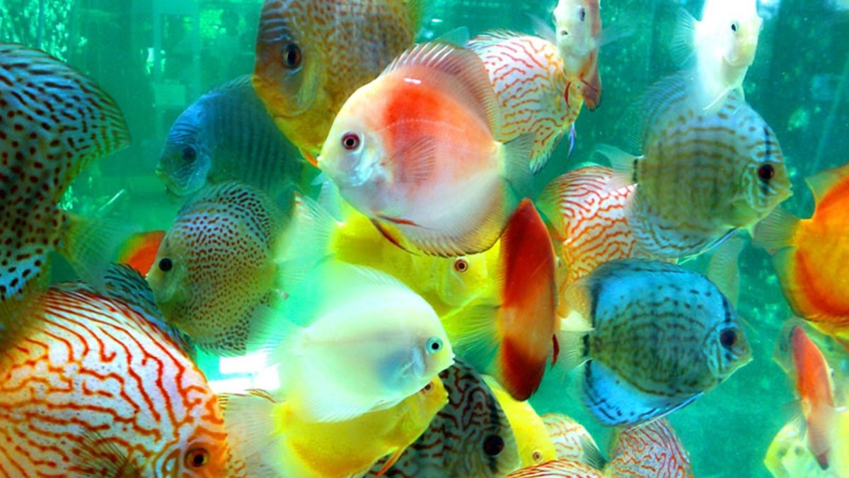 Дискусы аквариумные рыбки