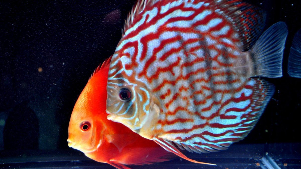 Симфизодон Дискус