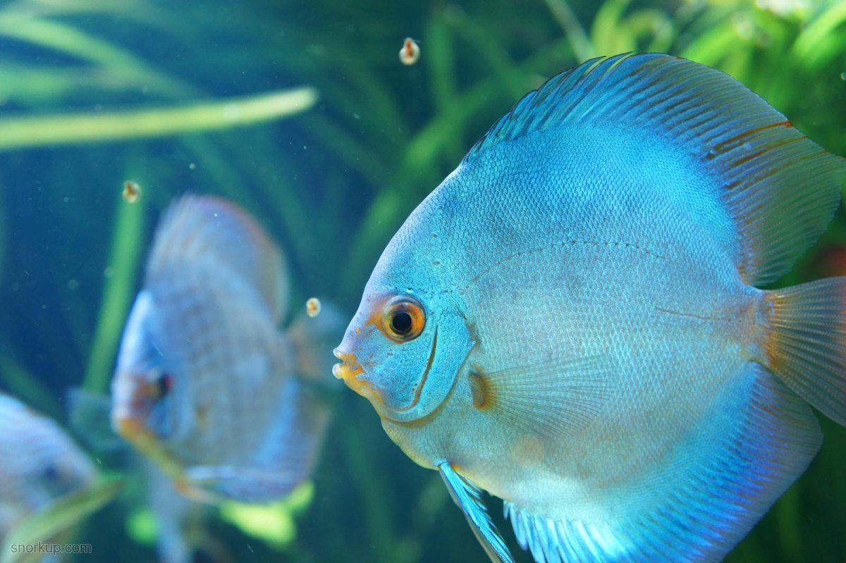 Дискус рыбка аквариумная