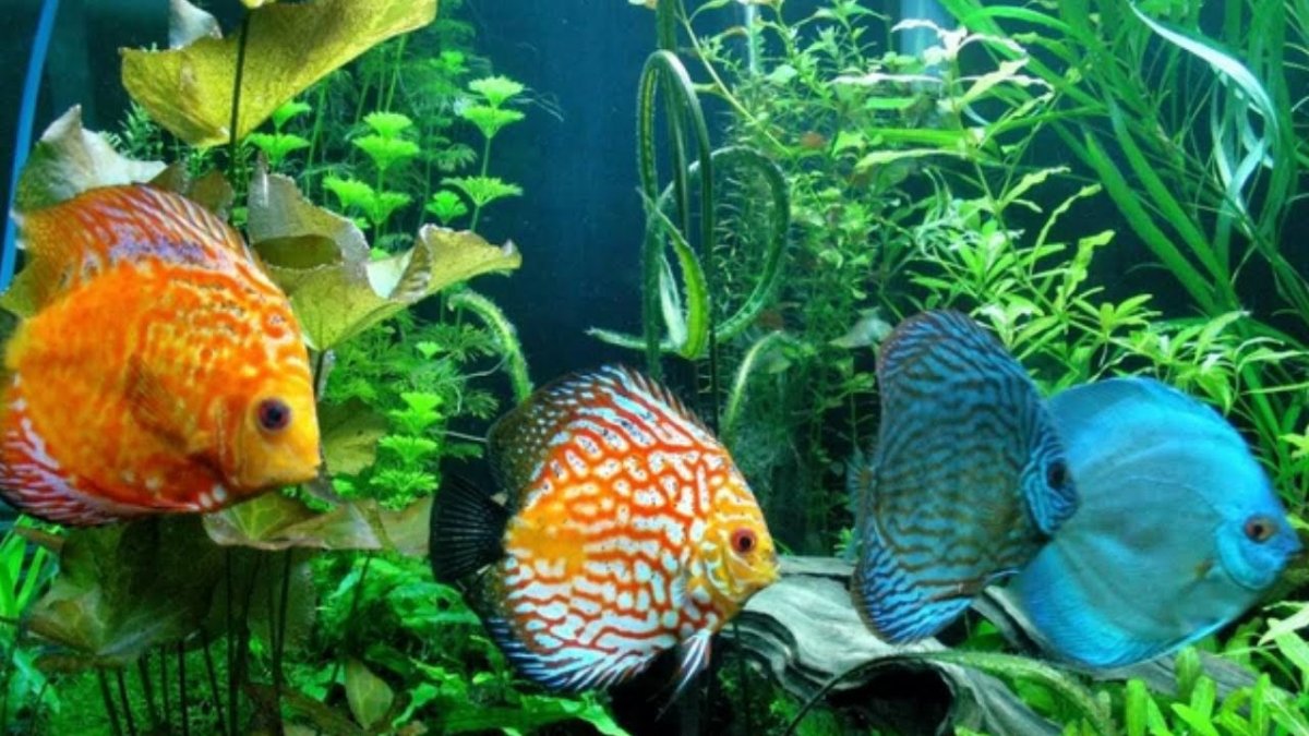 Дискусы аквариумные рыбки