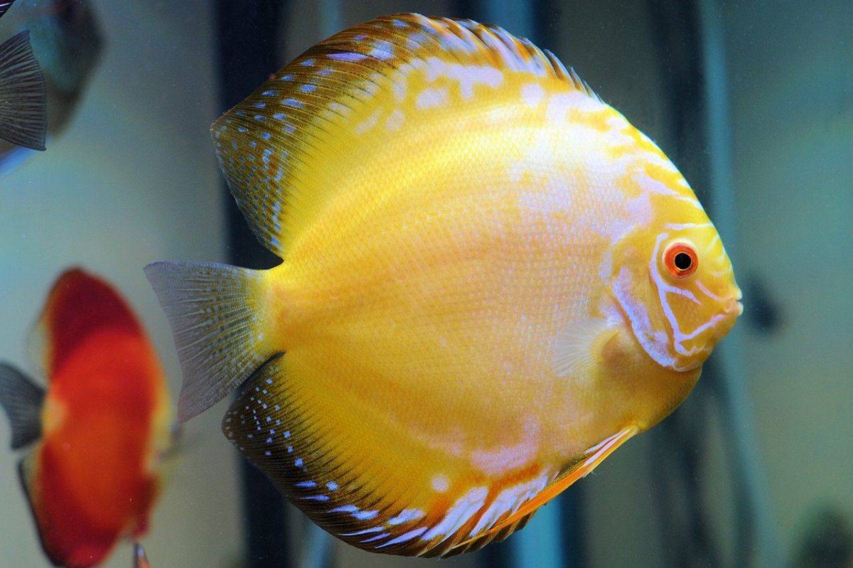 Аквариумные рыбки