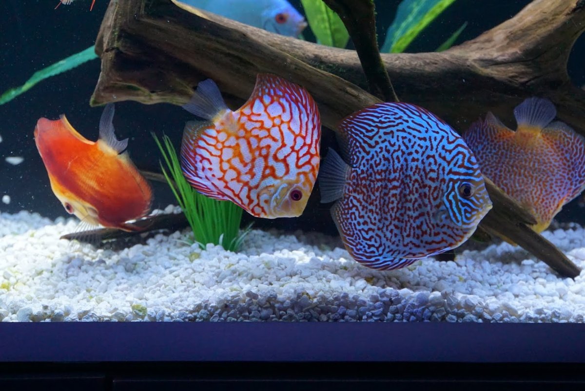 Дискусы аквариумные рыбки