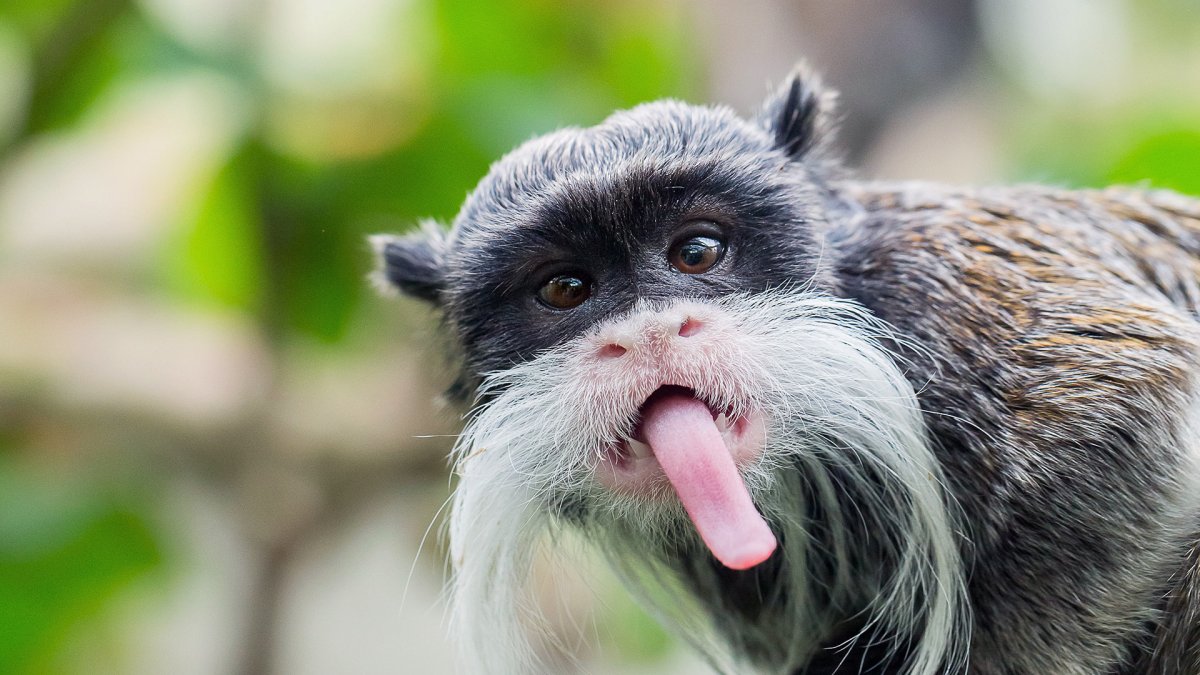 Тамарин Сергей