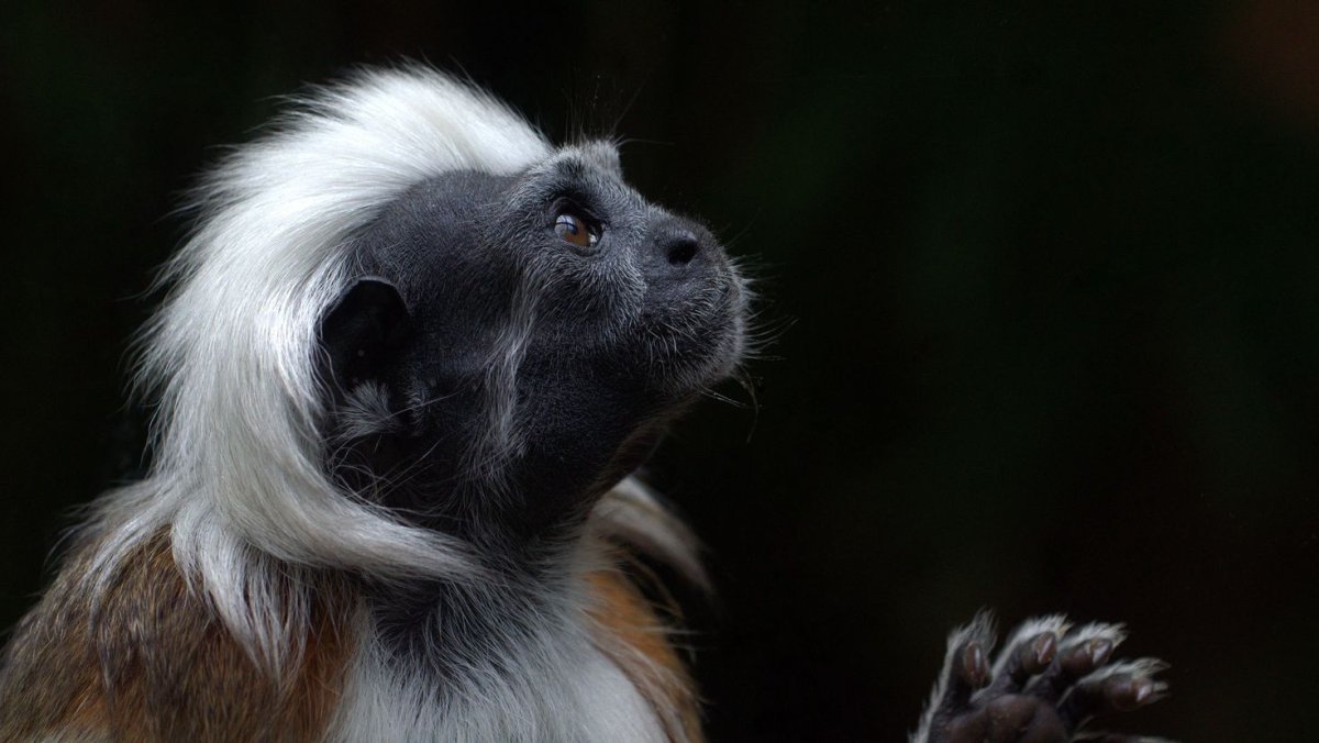 Иосиф Тамарин