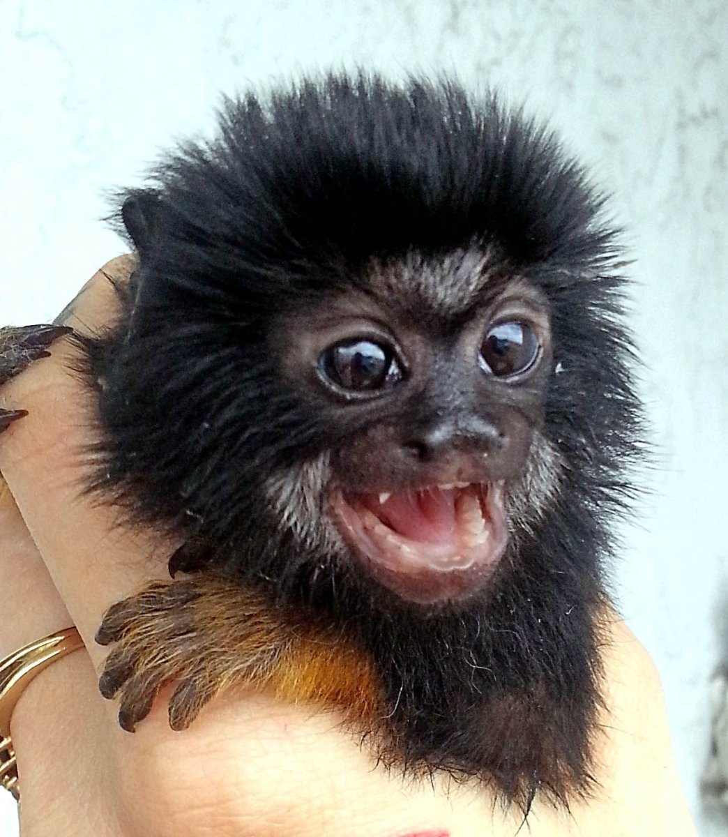 Декоративные животные для дома