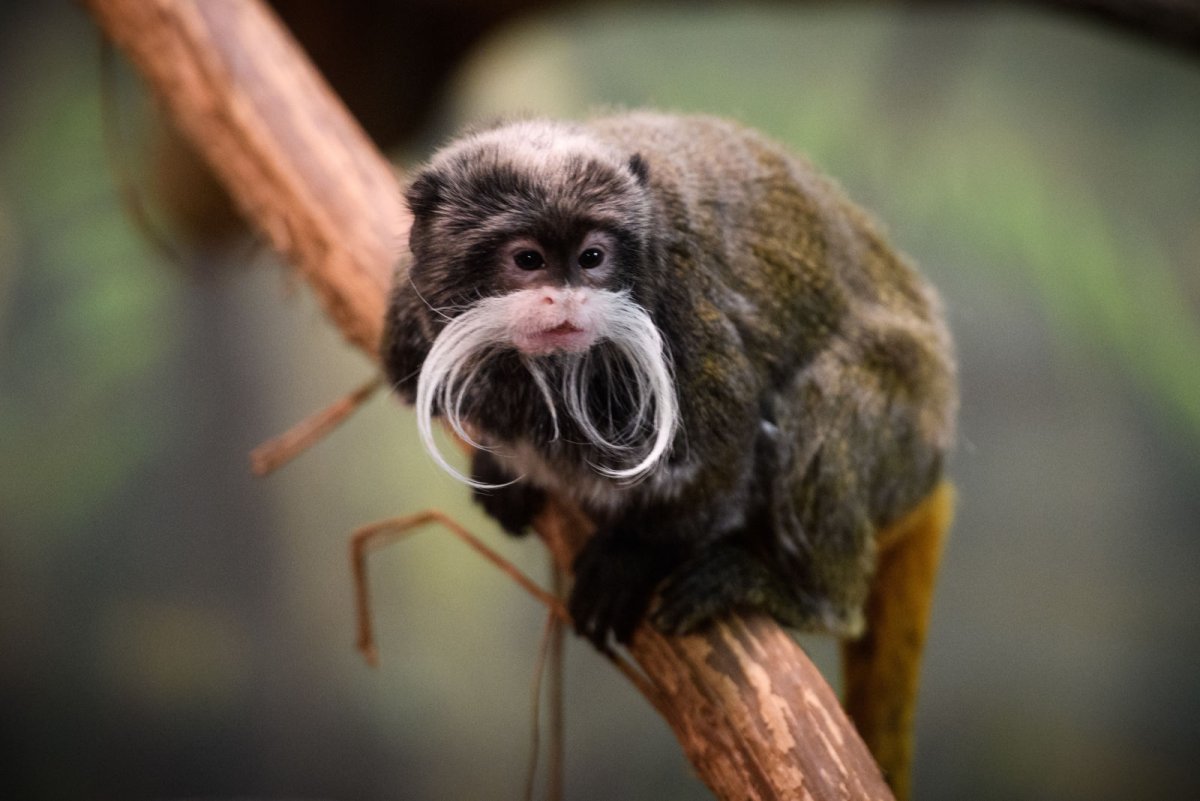 Тамарин УФФСП