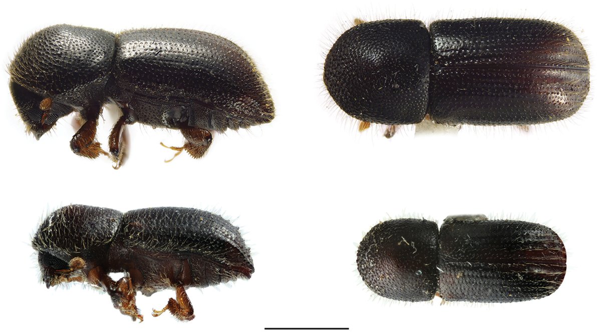 Жук типограф и Ежик