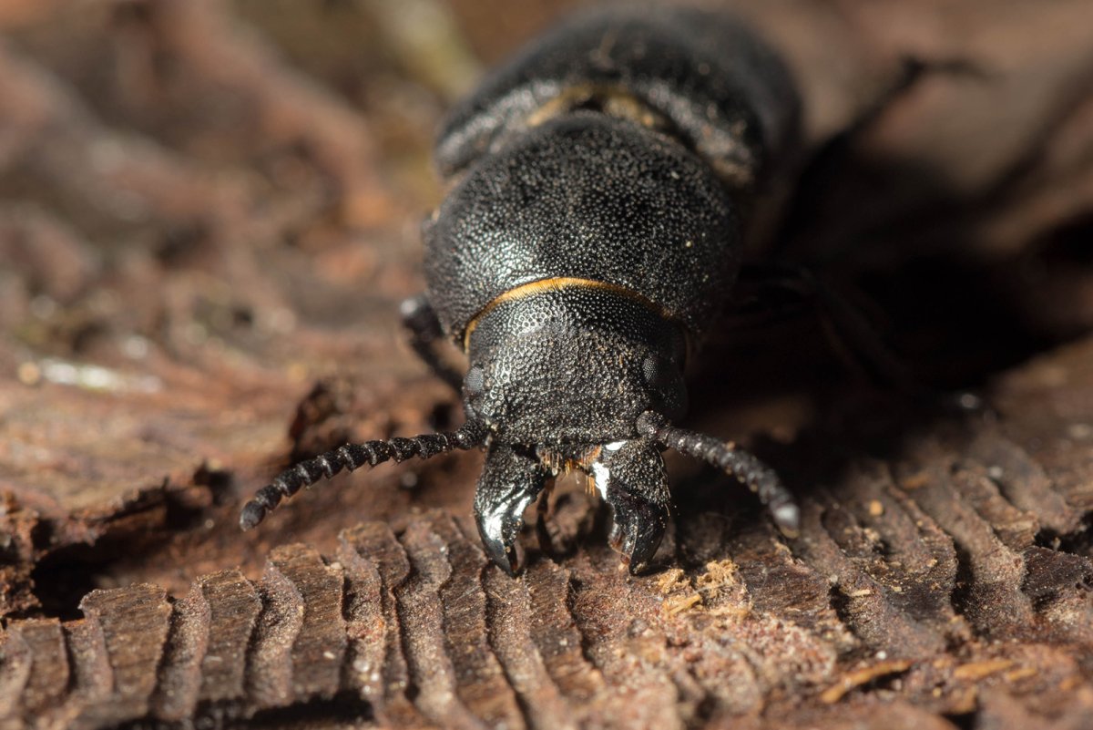 Жук короед черный