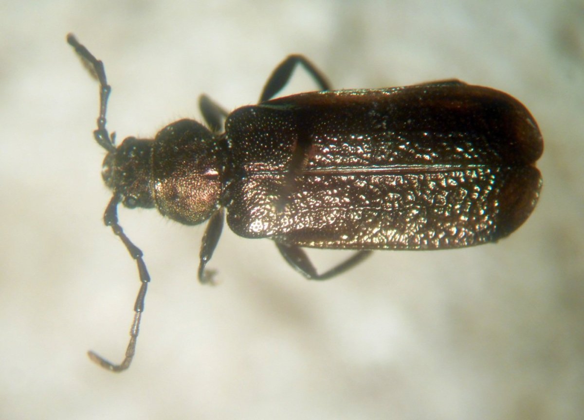 Короед Жук древоточец