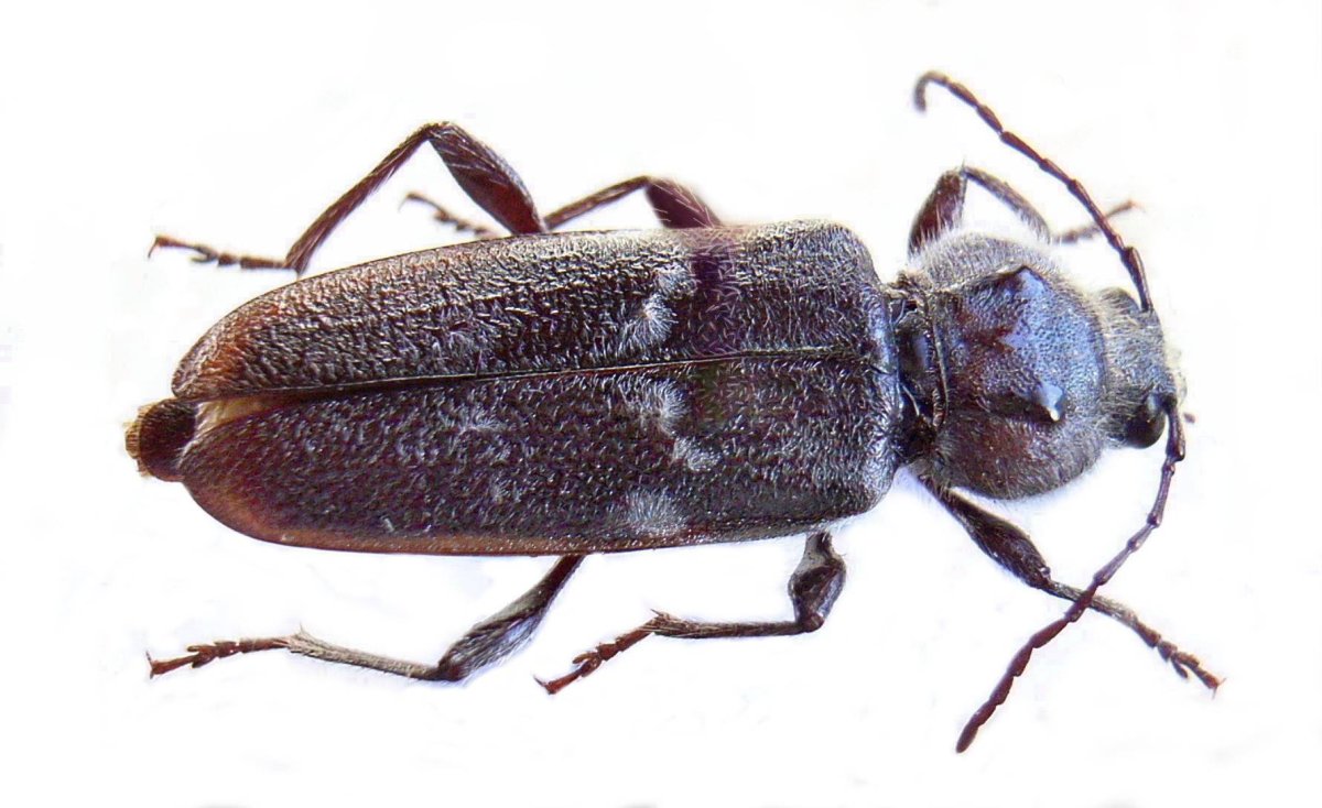 Hylotrupes bajulus Жук