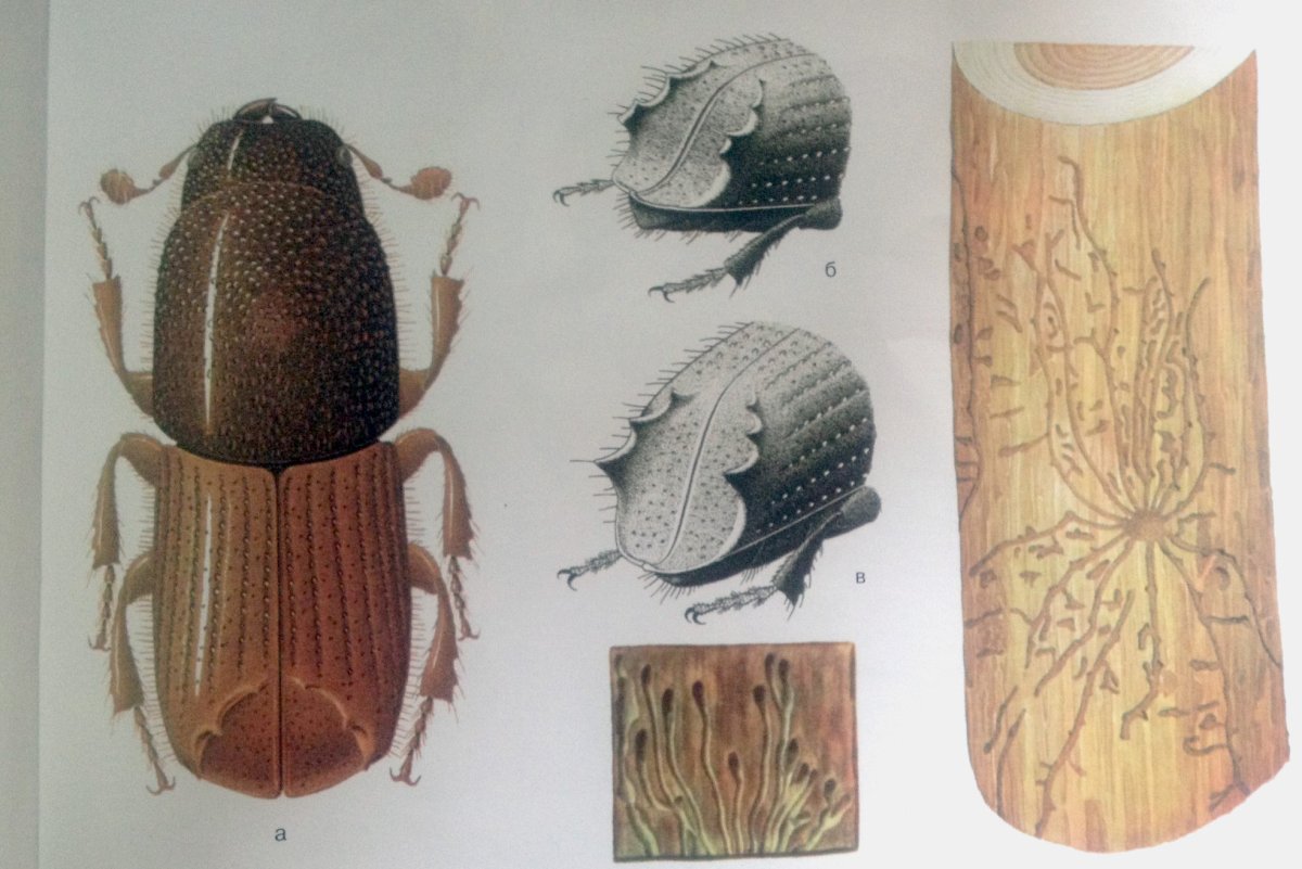 Короед типограф личинка