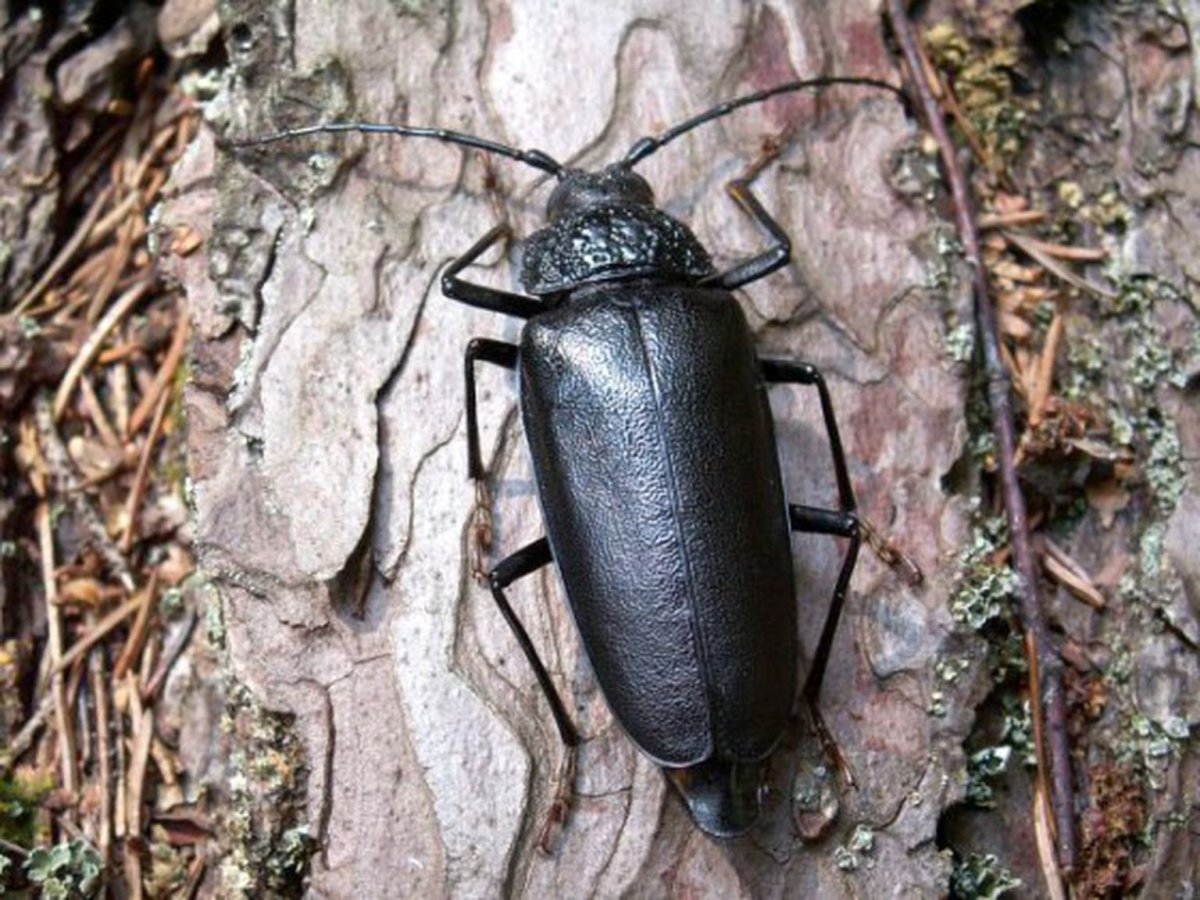 Жук типограф Подмосковья