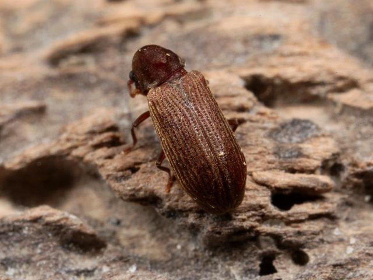 Короед Жук Караидельская