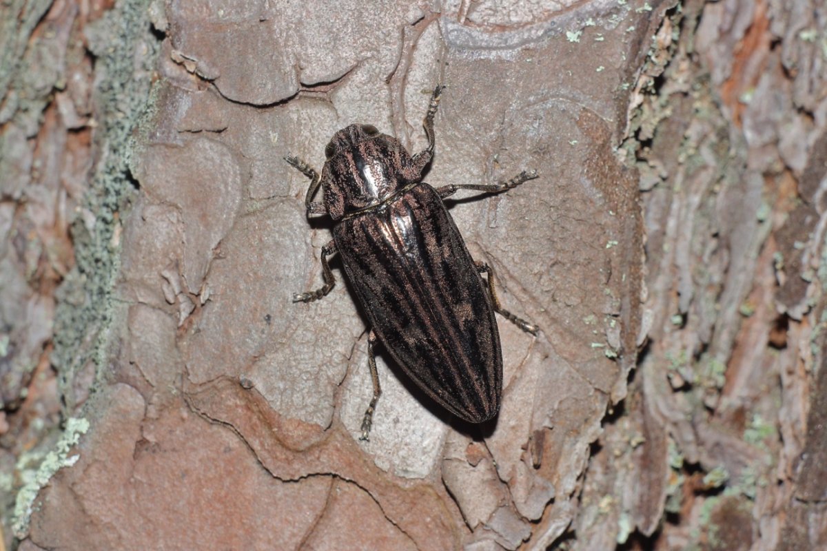 Жук усач Кожевник