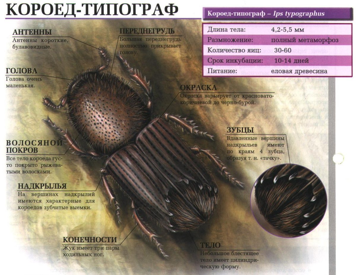 Короед Жук древоточец