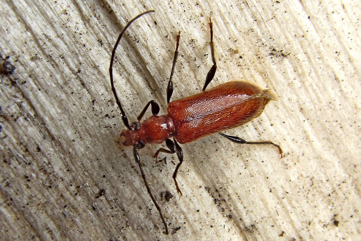 Короед Жук древоточец