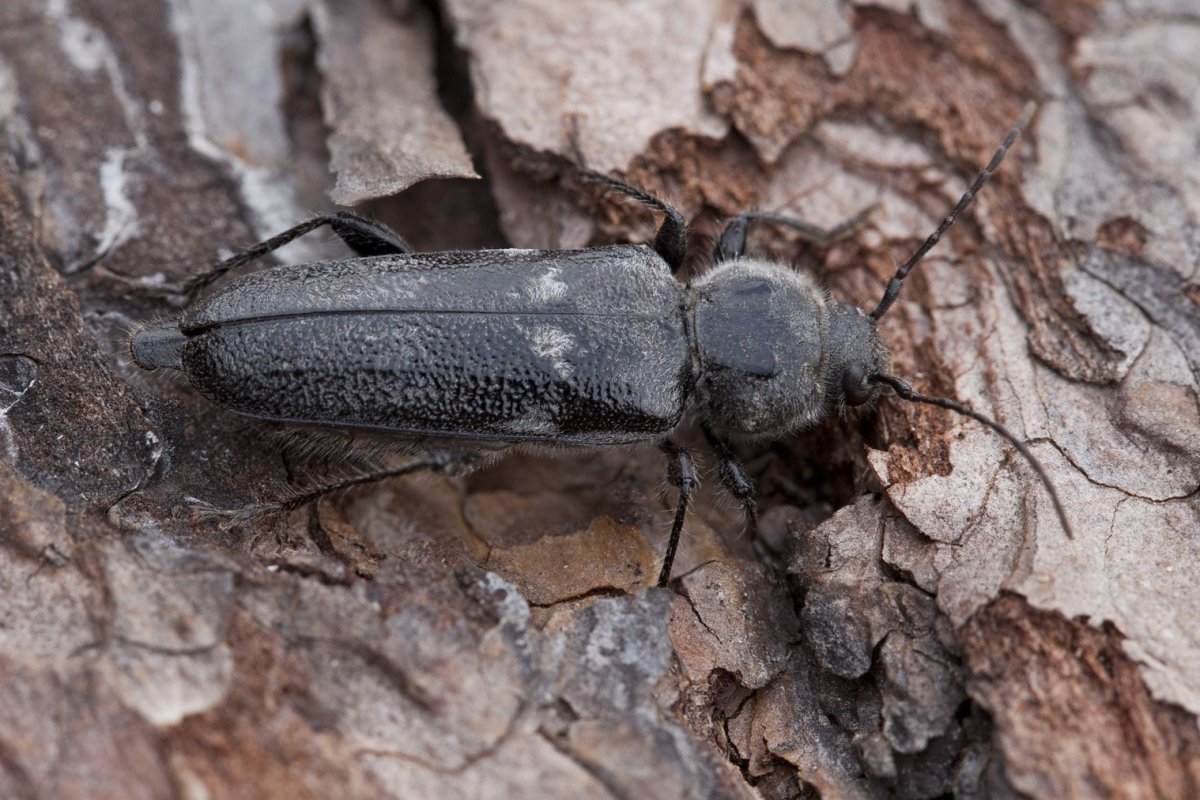Мучной хрущак половой диморфизм