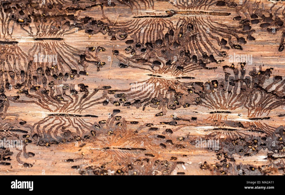 Жук короед Точильщик