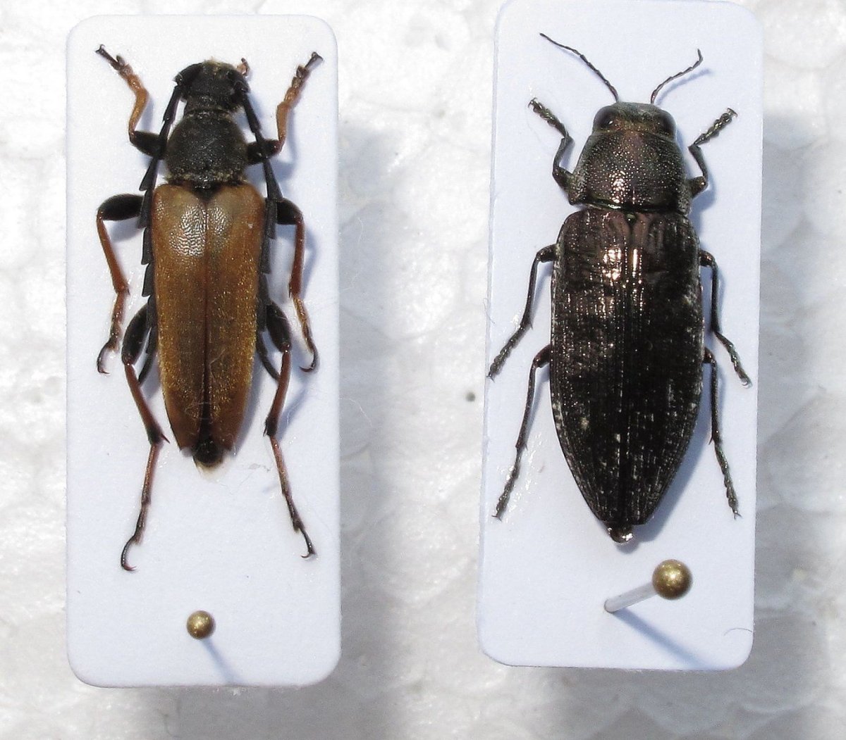 Короед типограф