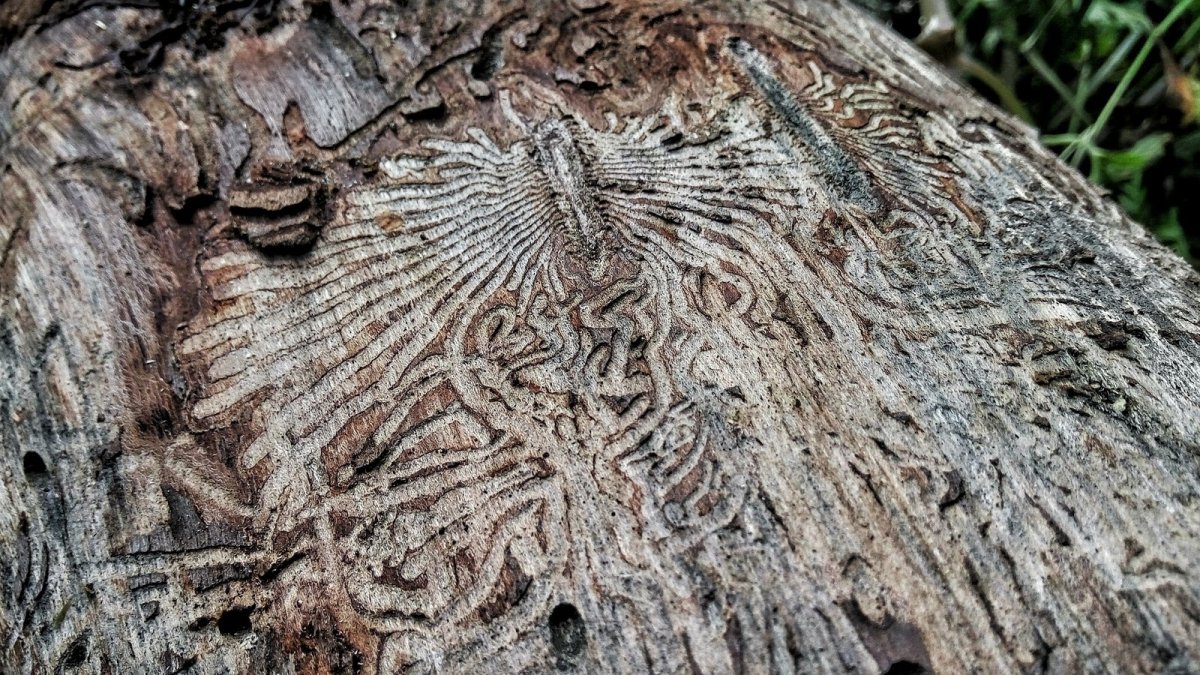 Короед Жук древоточец